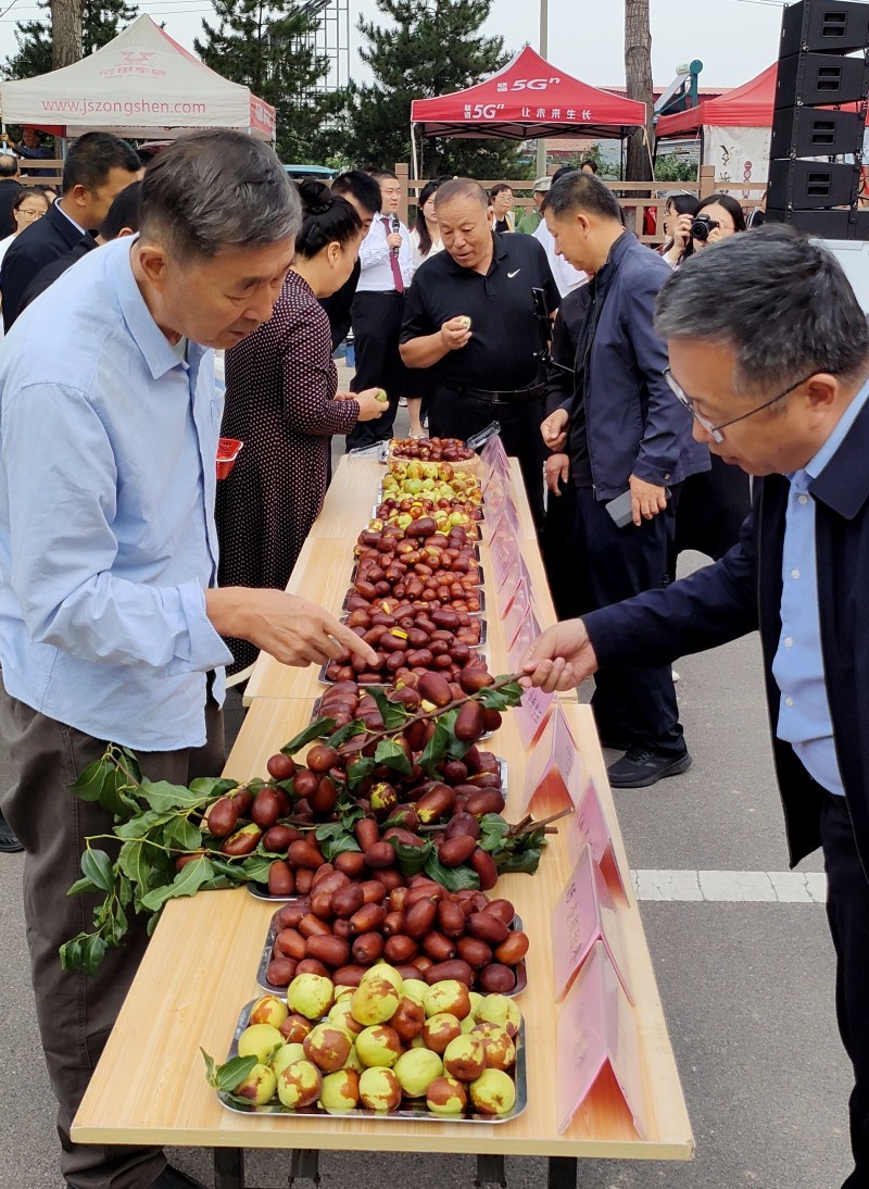 05  山西农业大学红枣专家现场评鉴红枣质量  孙泰雁摄影